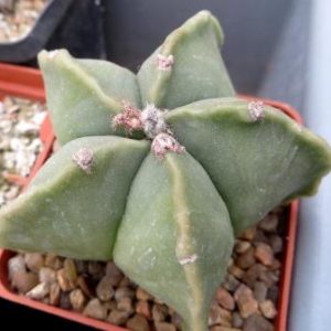 astrophytum myriostigma kikko