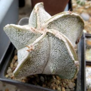 astrophytum Tay spiralis  hybrid