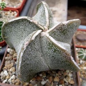 astrophytum Tay hybrid