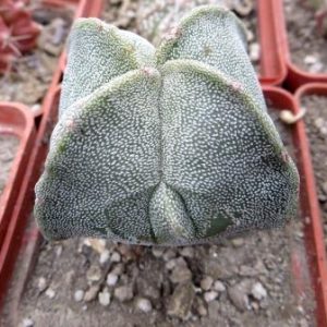 astrophytum quadricostatum  ball