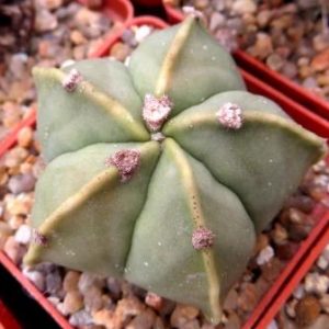 astrophytum myriostigma kikko ball