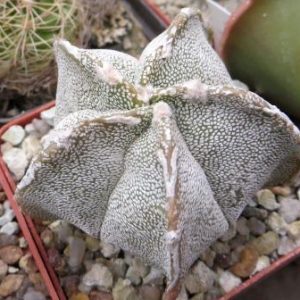 astrophytum hybrid Tay