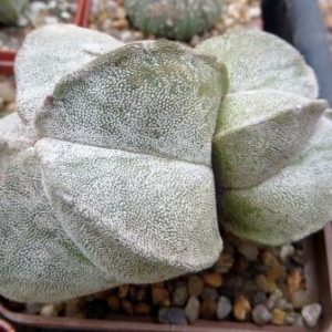 astrophytum myriostigma