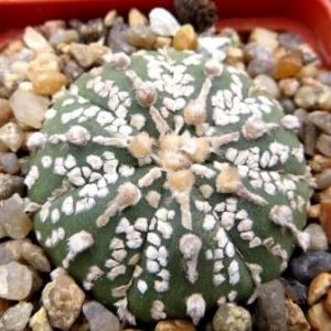 astrophytum super kabuto