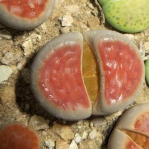 lithops karasmontana lateritia