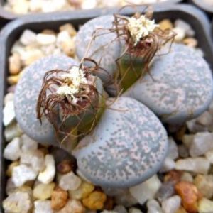 1731.51 lithops terricolor