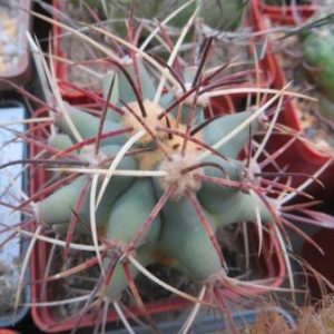 308.702 ferocactus townsendianus Las Virgines