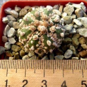 astrophytum super kabuto x astrophytum hanazono