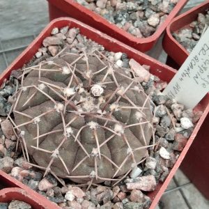 G. paucispinum v. triacanthum -s