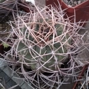 Gymnocalycium guanchinense -Sierra Famatima- s