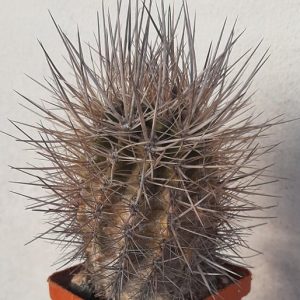 Neoporteria  atrispinosa -s