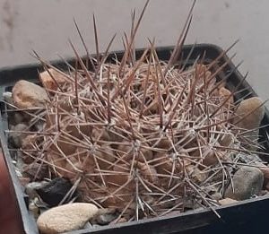 Gymnocalycium schatzlianum -s