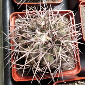 Gymnocalycium  speg. v. horizontalonium -s
