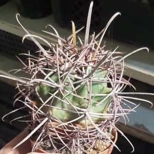 Ferocactus acantodes -s