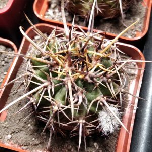 Lobivia aurea v. dobeana -super flovers- s