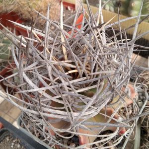 Astrophytum crasispinum -El Socorro- s
