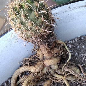 Ancistrocactus tobuschii -MG- rare- s