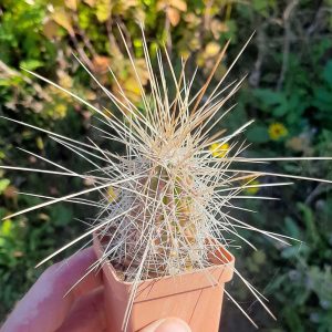 Echinicereus stramineus -s
