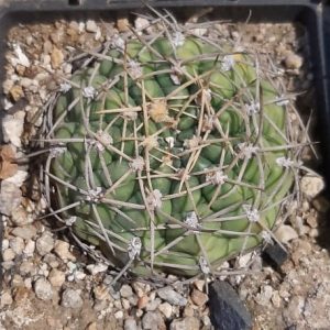 Gуmnocalycium urugvaense v.roseiflorum -s