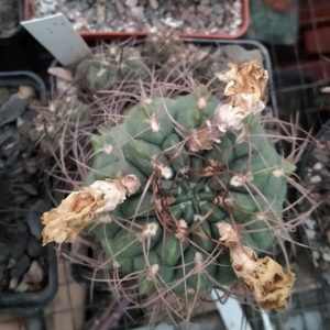 Gymnocalycium  ritterianum -30years- s