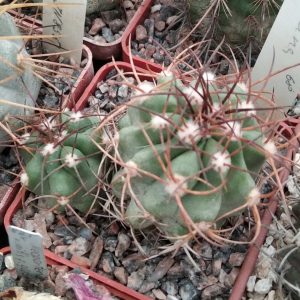Copiapoa  cocuimbana -MG-