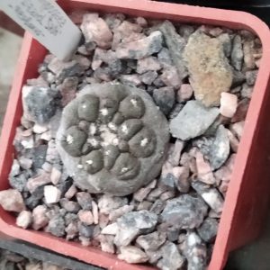Copiapoa  hypogaea cv. "Lizard Skin" -s