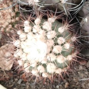 Islaya  islayensis KK350 -s