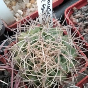 Pyrrhocactus  spec. ZJ92 -s