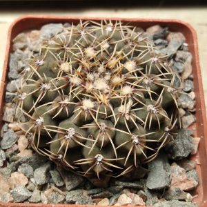 Gymnocalycium stellatum -s