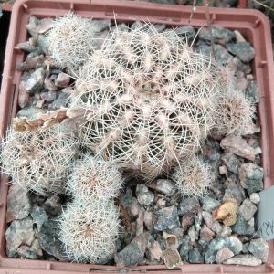 G. matzneteri -s