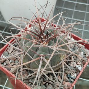 Gymnocalycium speg. v. horizontalonium -s