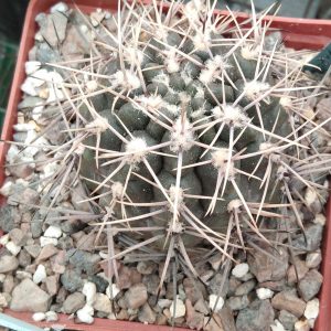 G. gibbosum v. nobile -MG- -cуперквіти!-