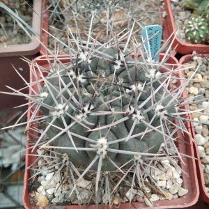 G. gibbosum v. nigrum -MG-