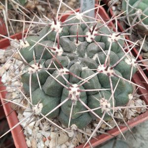 G. gibbosum v. ferox -MG- s