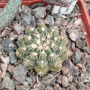 G. stellatum v. flavispinum -s