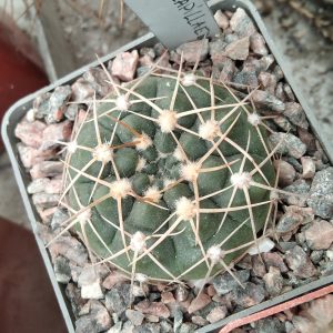 Gymnocalycium  aff. capillaense P5A -s
