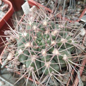 Gymnocalycium  nidulans P138 -s