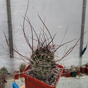 L. ferox Tupiza -Koehres- extreme form- s