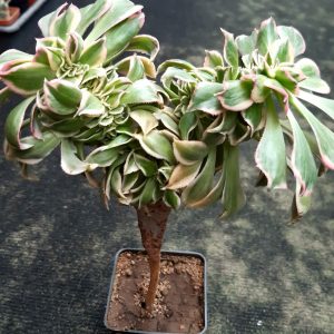 Aeonium 'Sunburst' cristata
