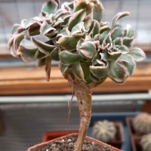 Aeonium 'Sunburst' cristata