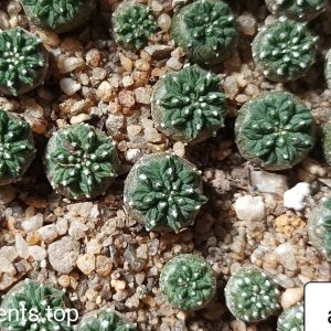 aztekium ritteri D=15мм