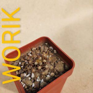Mammillaria nivosa