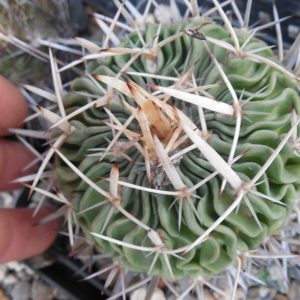 Echinofossulocactus lamellosus - Pan. -