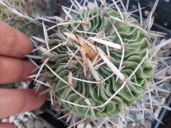 DSCN8871