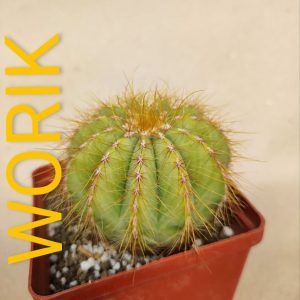 Notocactus magnificus
