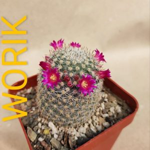 Mammillaria haageana