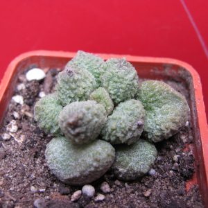 Adromischus marianae Herrei Green