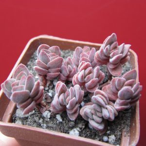 Crassula velutina