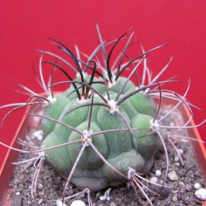 Gymnocalycium saglione