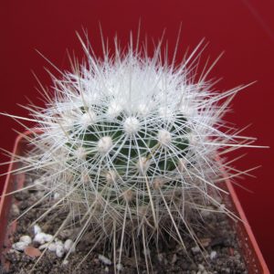 Echinomastus macdowellii